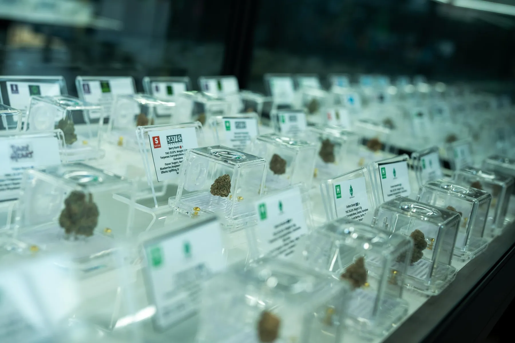 Rows of flower samples in clear display cases, each with its own label card.